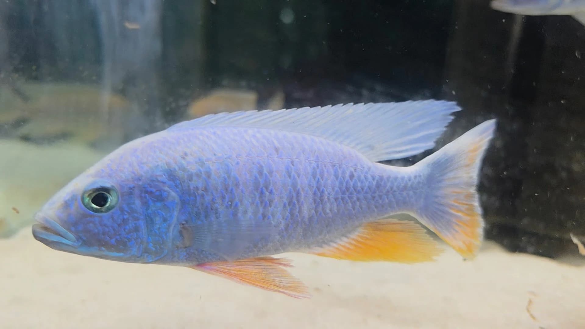 Iceberg Redfin cichlid